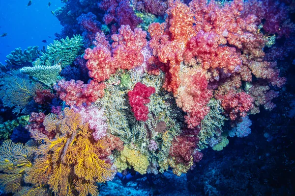 Corallo Molle Dai Colori Vivaci Largo Della Costa Delle Isole — Foto Stock