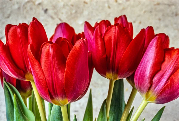 Piros Tulipán Tavasszal Rendezett Fehér Háttér — Stock Fotó