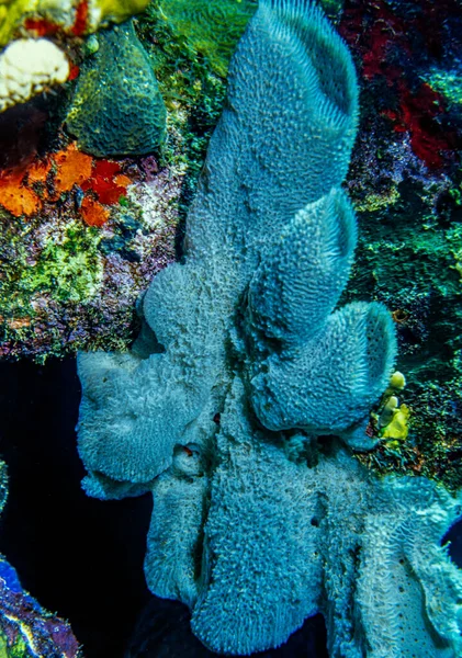 Corail Des Caraïbes Puant Avec Des Voix Bleues Large Côte — Photo