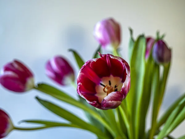 Rote Tulpe Frühling Arrangemnt Auf Weißem Hintergrund — Stockfoto