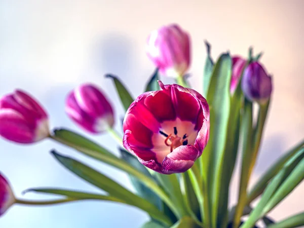 Красный Тюльпан Весной Аранжировке Белом Фоне — стоковое фото