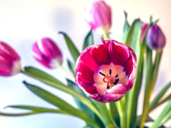 Červený Tulipán Jaře Bílém Pozadí — Stock fotografie