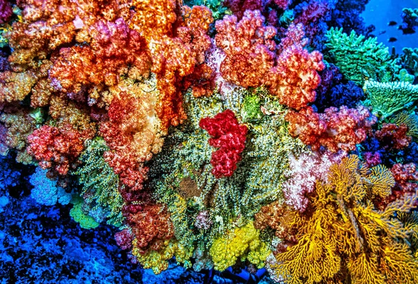Coral Macio Brilhantemente Colorido Largo Costa Das Ilhas Fiji — Fotografia de Stock