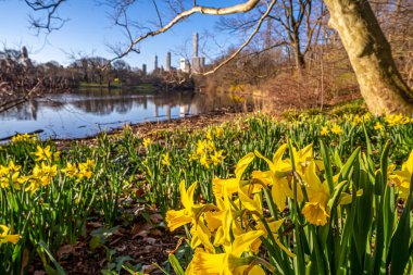Central Park 'ta bahar, New York