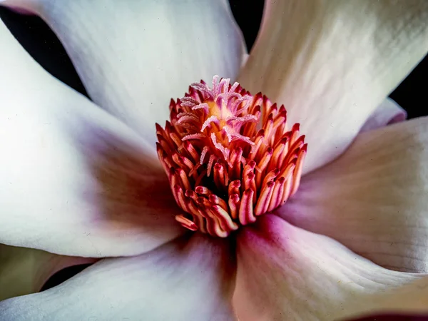 Magnolia Arbre Printemps Gros Plan Une Seule Fleur — Photo