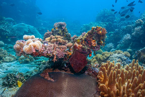 Arrecife Coral Del Caribe Frente Costa Sulawesi Del Norte Indonesia —  Fotos de Stock