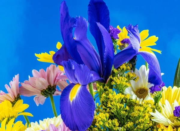 Iris Xiphium Comúnmente Conocido Como Iris Español — Foto de Stock