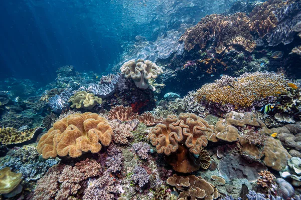 Arrecife Coral Del Caribe Frente Costa Sulawesi Del Norte Indonesia —  Fotos de Stock