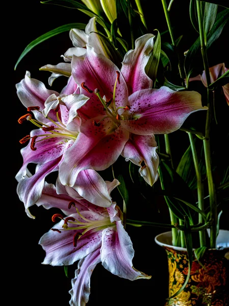 Lilie Lilie Stargazer Hybridní Lilie Orientální Skupiny — Stock fotografie