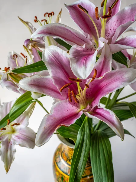 Lilium Lírio Stargazer Lírio Híbrido Grupo Oriental — Fotografia de Stock