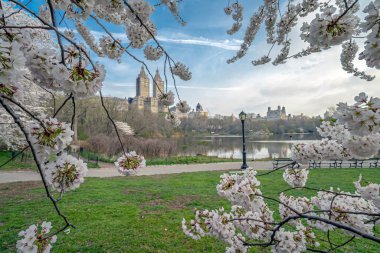 Baharda Central Park 'ta, New York City' de ilkbaharın başlarında sabah