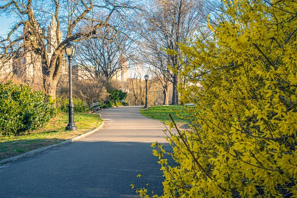 Frühling Central Park New York City Vorfrühling Morgen — Stockfoto