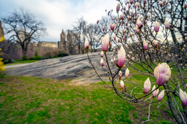 Árbol Magnolia Primavera —  Fotos de Stock