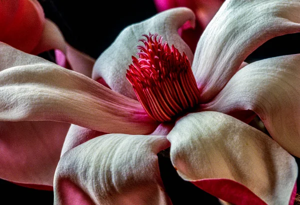 Albero Magnolia Primavera — Foto Stock