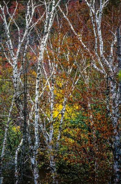 Harriman State Park Localizado Nos Condados Rockland Orange — Fotografia de Stock