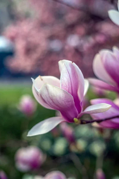 Magnolia Tree Spring Single Flower Closeup — Stock Photo, Image