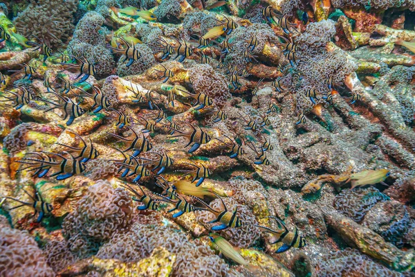 Barriera Corallina Nel Pacifico Meridionale Con Pesce Cardinale — Foto Stock