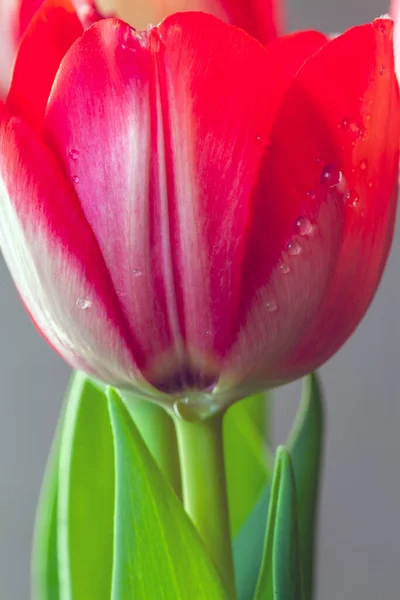 Tulipa Primavera Arranjos Única Flor Vermelha Com Gotas Água — Fotografia de Stock