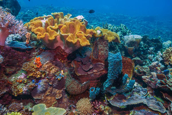 Recifes Corais Pacífico Sul Largo Costa North Sulawesi — Fotografia de Stock