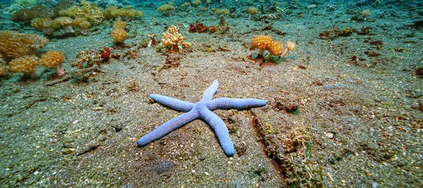 Linckia Laevigata Species Sea Star Shallow Waters Tropical Indo Pacific — Stock Photo, Image