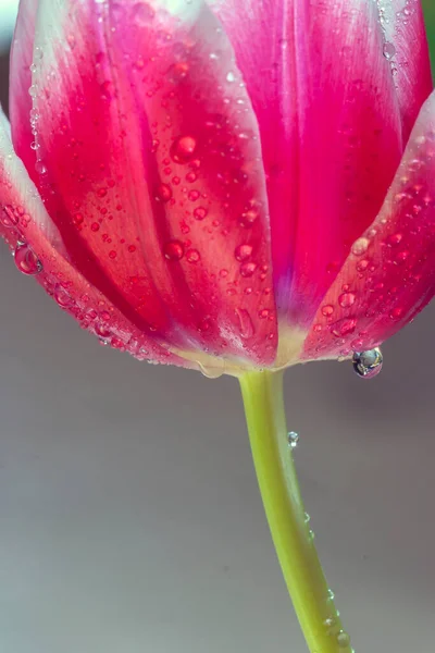 Tulipán Jaře Jednobarevném Červeném Květu Kapkami Vody — Stock fotografie