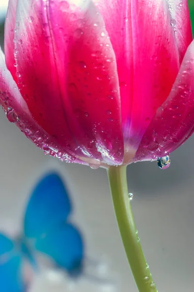 Tulipa Primavera Arranjos Única Flor Vermelha Com Gotas Água — Fotografia de Stock