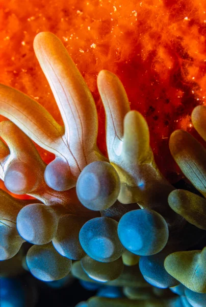 Zeeanemonen Zijn Een Groep Roofdieren Van Orde Actiniaria — Stockfoto