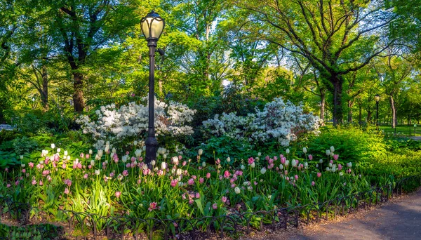 春のニューヨーク市中央公園で春の花と早朝 — ストック写真