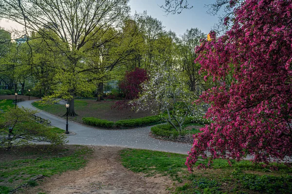 Lente Central Park New York City Vroege Ochtend Met Lentebloemen — Stockfoto