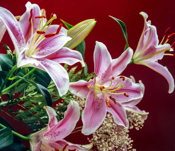 Lilium Lirio Stargazer Lirio Híbrido Del Grupo Oriental — Foto de Stock