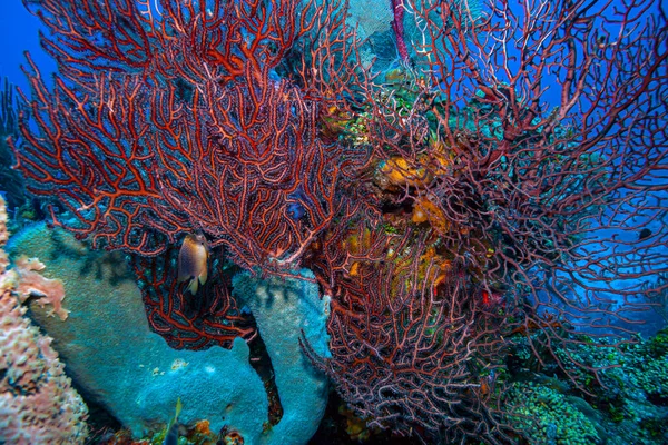 Iciligorgia Schrammi Nomi Comuni Ventaglio Acque Profonde Mare Nero Una — Foto Stock