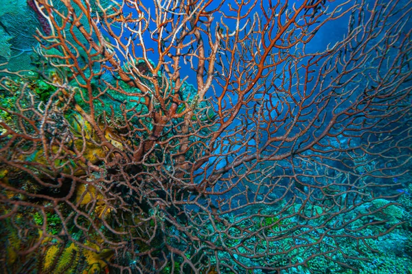 Iciligorgia Schrammi Common Names Deepwater Sea Fan Black Sea Species — Stock Photo, Image