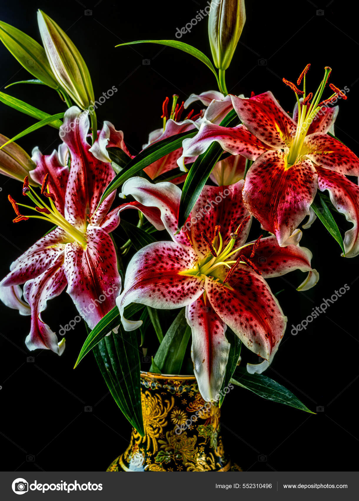 Lilium Stargazer Lily Hybrid Lily Oriental Group Vase Black Background