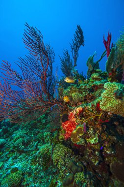 Iciligorgia schrammi, Anthothelidae familyasından bir Gorgonian deniz hayranıdır.