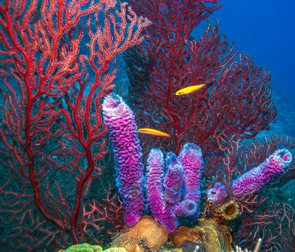 Iciligorgia Schrammi Uma Espécie Marinheiro Família Anthothelidae — Fotografia de Stock