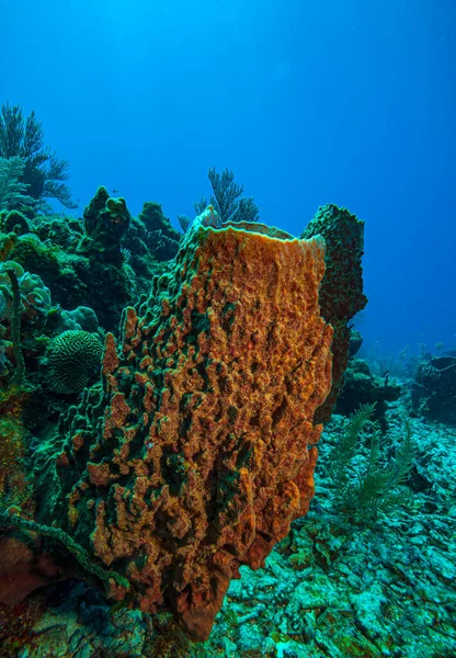 Caribbean Coral Reef Coast Island Roatan — Stock Photo, Image