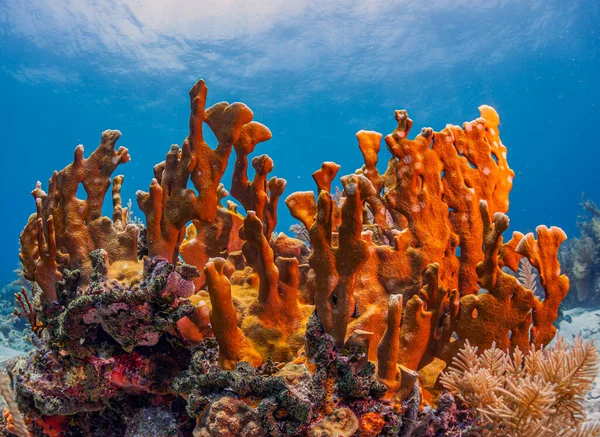 Recifes Coral Caribenhos Largo Costa Ilha Roatan — Fotografia de Stock