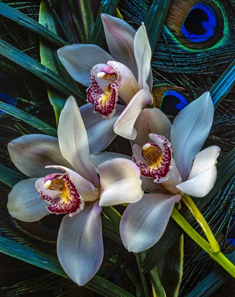 Phalaenopsis Vulgarmente Conhecido Como Orquídeas Traça Close — Fotografia de Stock