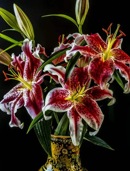 Lilie Lilie Stargazer Hybridní Lilie Orientální Skupiny Váze Černém Pozadí — Stock fotografie