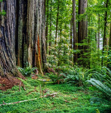Redwood Ulusal ve Eyalet Parkları bir ulusal park ve üç eyalet parkından oluşur.