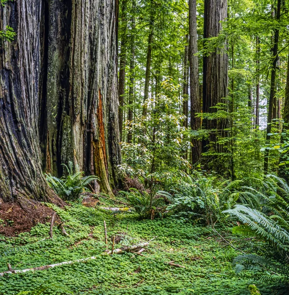 Los Parques Nacionales Estatales Redwood Son Complejo Parque Nacional Tres — Foto de Stock