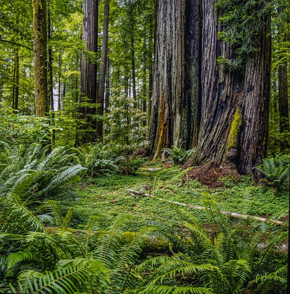 Los Parques Nacionales Estatales Redwood Son Complejo Parque Nacional Tres — Foto de Stock