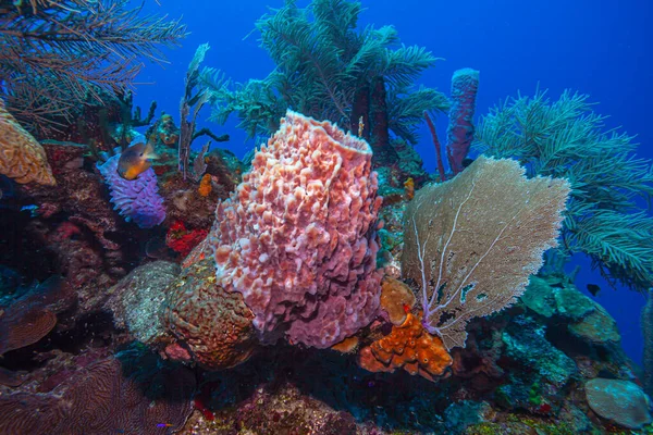 Karaibska Rafa Koralowa Wybrzeży Wyspy Roatan — Zdjęcie stockowe