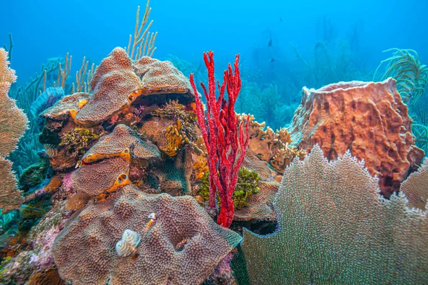 Karaibska Rafa Koralowa Wybrzeży Wyspy Roatan — Zdjęcie stockowe