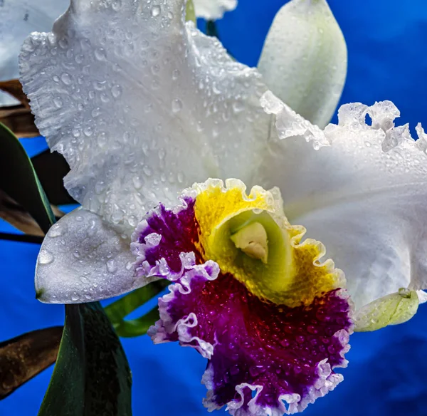 Cattleya Est Genre Orchidées Costa Rica Sud Argentine — Photo