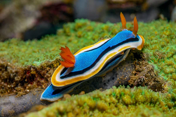 Nudibranchi Sono Gruppo Molluschi Gasteropodi Marini Dal Corpo Morbido — Foto Stock
