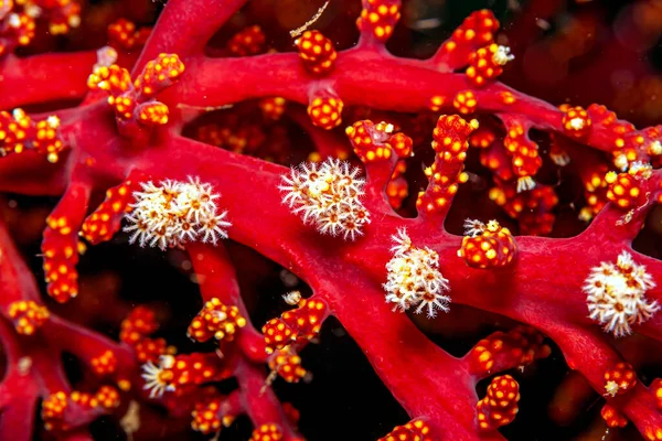 Rafa Koralowa Południowym Pacyfiku Zbliżenie Gorgońskiego Koralowca — Zdjęcie stockowe