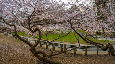 Central Park 'ta bahar, New York
