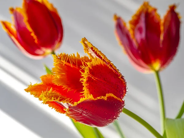 春天的郁金香 排列整齐 红色和黄色装饰 — 图库照片