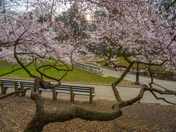 Primavera Central Park Nueva York — Foto de Stock